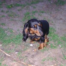 Dværggravhund beatui