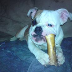 Engelsk bulldog Bodil