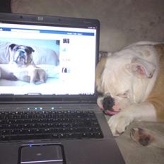 Engelsk bulldog Bodil