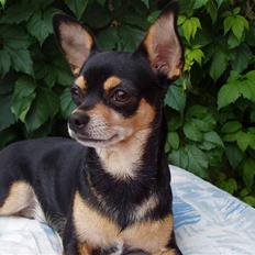 Chihuahua Maya