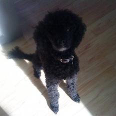 Dværgpuddel Pjuske Æ. *Krølle*