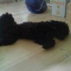 Dværgpuddel Pjuske Æ. *Krølle*