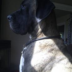 Blanding af racer Samson RIP 07.09.2010