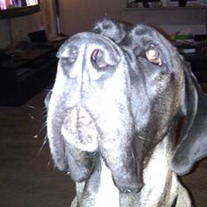 Blanding af racer Samson RIP 07.09.2010