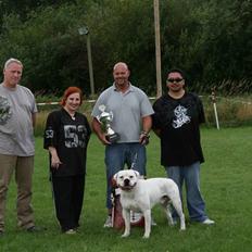 Amerikansk bulldog Magrethelunds Basso