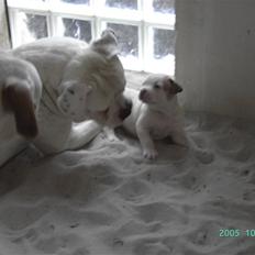 Amerikansk bulldog Magrethelunds Basso