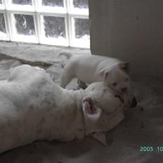 Amerikansk bulldog Magrethelunds Basso