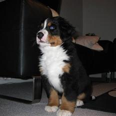 Berner sennenhund Cosmo