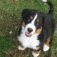 Berner sennenhund Cosmo