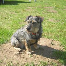 Blanding af racer Bamse R.I.P