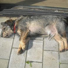 Blanding af racer Bamse R.I.P