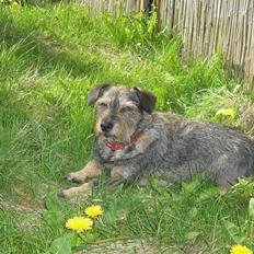 Blanding af racer Bamse R.I.P