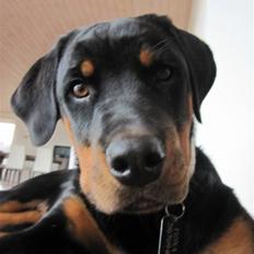 Rottweiler Zakoda Evita Aka Pølse 