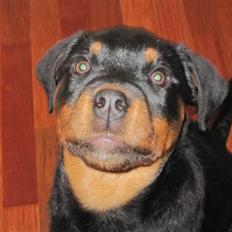 Rottweiler Zakoda Evita Aka Pølse 