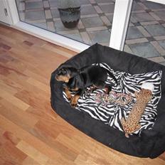 Rottweiler Zakoda Evita Aka Pølse 