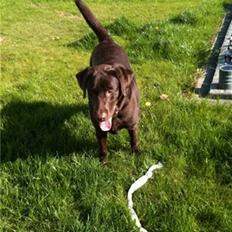 Labrador retriever Balder