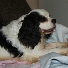 Cavalier king charles spaniel Tenna