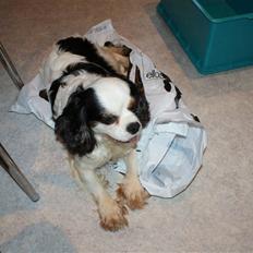 Cavalier king charles spaniel Tenna