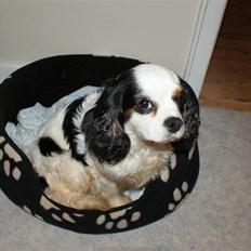 Cavalier king charles spaniel Tenna