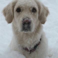 Golden retriever Freja