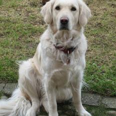Golden retriever Freja