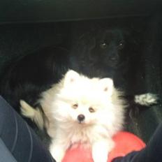 Pomeranian Saby:) (MIN)