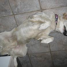 Golden retriever Freja