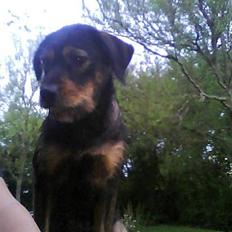 Blanding af racer simoe