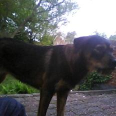 Blanding af racer simoe