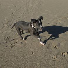 Amerikansk staffordshire terrier Nikka