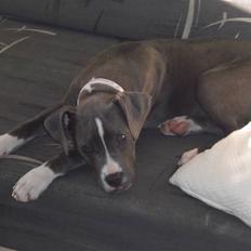 Amerikansk staffordshire terrier Nikka