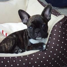 Fransk bulldog Maggi