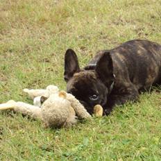 Fransk bulldog Maggi