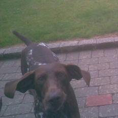 Korthåret hønsehund Nordboen Zaxo