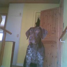 Korthåret hønsehund Nordboen Zaxo