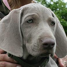 Weimaraner Hot Shoot´s Lotto (Anden) HD-A