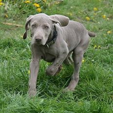 Weimaraner Hot Shoot´s Lotto (Anden) HD-A