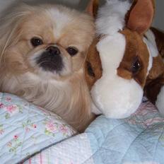 Pekingeser Anton *snaske*