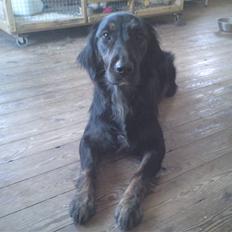 Blanding af racer Emi 