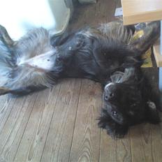 Blanding af racer Emi 