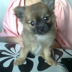 Blanding af racer Walter