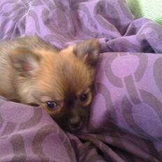 Blanding af racer Walter