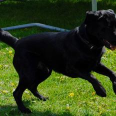 Labrador retriever Ollie 