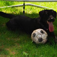 Labrador retriever Ollie 