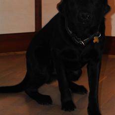 Labrador retriever Ollie 