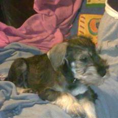 Dvaergschnauzer Silver <33 ~miin elskede dreng ~