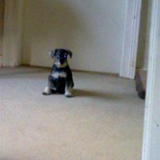 Dvaergschnauzer Silver <33 ~miin elskede dreng ~