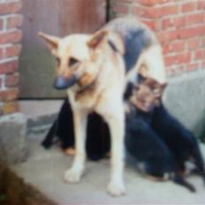 Schæferhund Nala *Død* :(