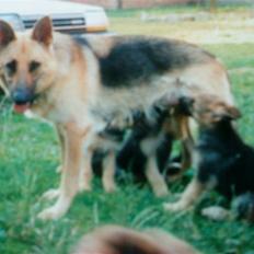 Schæferhund Nala *Død* :(