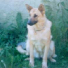 Schæferhund Nala *Død* :(